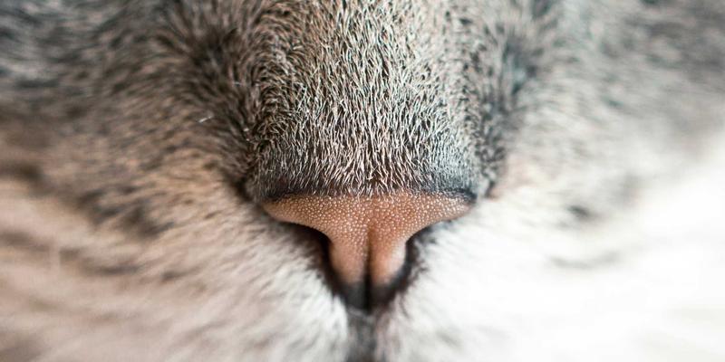 户外运动必备指南：登山杖选购与使用技巧全解析