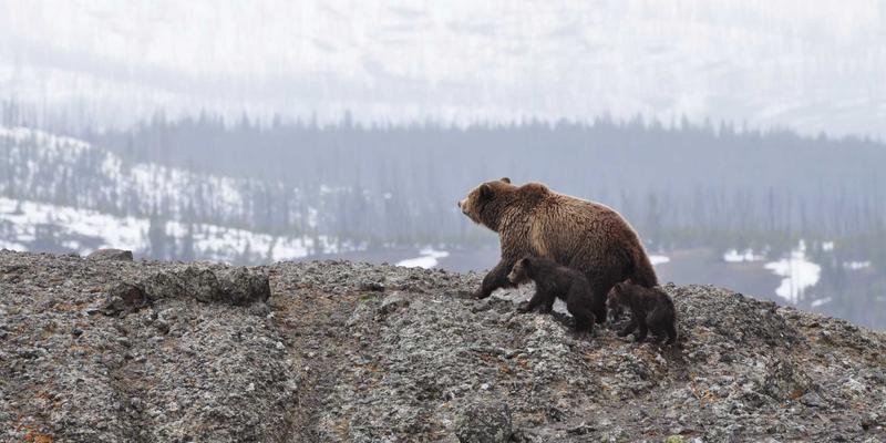 探险攻略：户外头灯与照明装备选购指南，从登山到探险旅行的全面解析