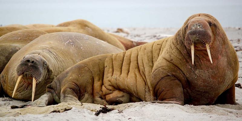 登山装备与探险攻略：详解户外背包背负系统，教你根据行程与体型选择合适容量